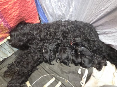 Les chiots de Terrier noir