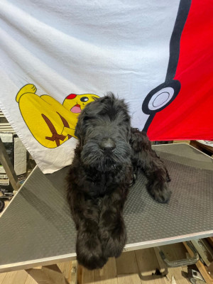 Les chiots de Terrier noir