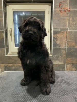 Les chiots de Terrier noir