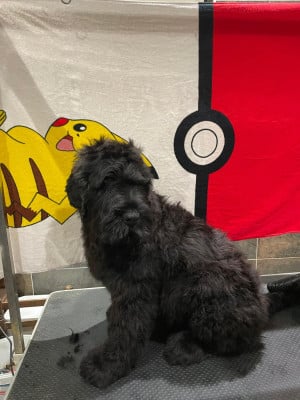 Les chiots de Terrier noir