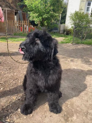 Les chiots de Terrier noir