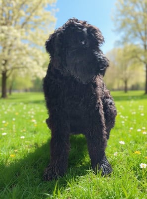 Les chiots de Terrier noir