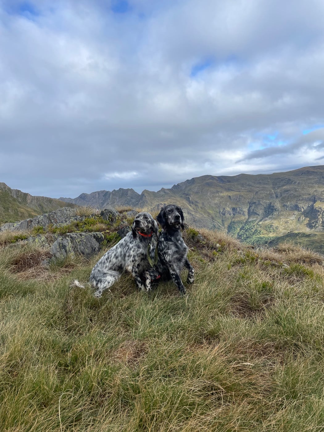 Publication : des Sous Bois De Campas