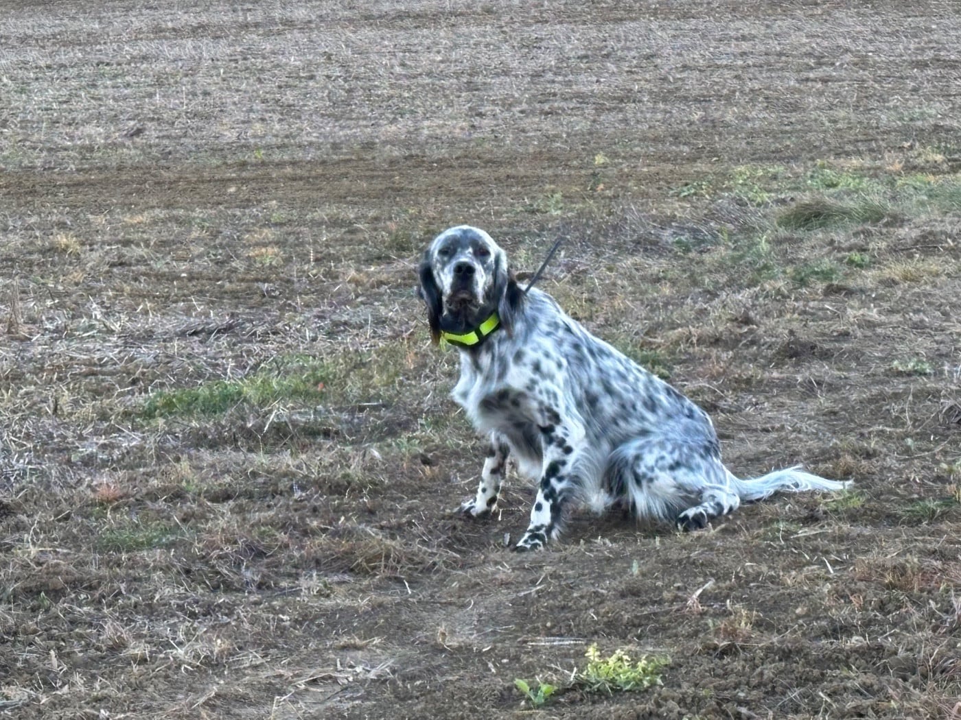 Publication : des Sous Bois De Campas