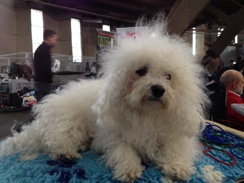 CH. Giotto del viale dei platani - 1er excellent - CACS