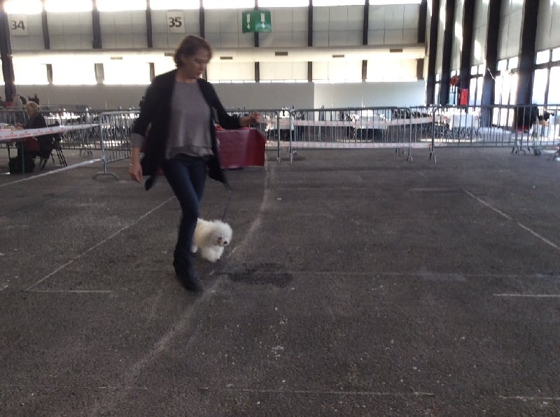 CH. Giotto del viale dei platani - Classe ouverte - 1er exc - meilleur de race CACS