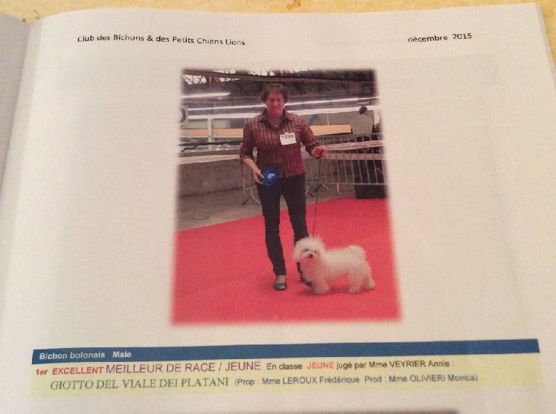 CH. Giotto del viale dei platani - 1er exc-meilleur de race-meilleur jeune