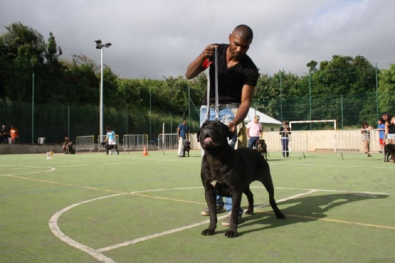 Publication : Des Gardiens De L'Ile Metisse Auteur : Eddy Payet