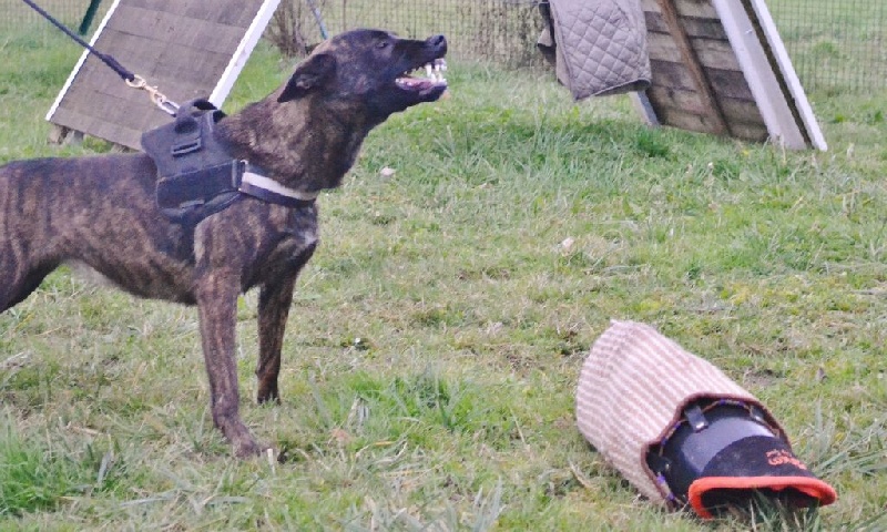 Publication : du Domaine De Sleipnir