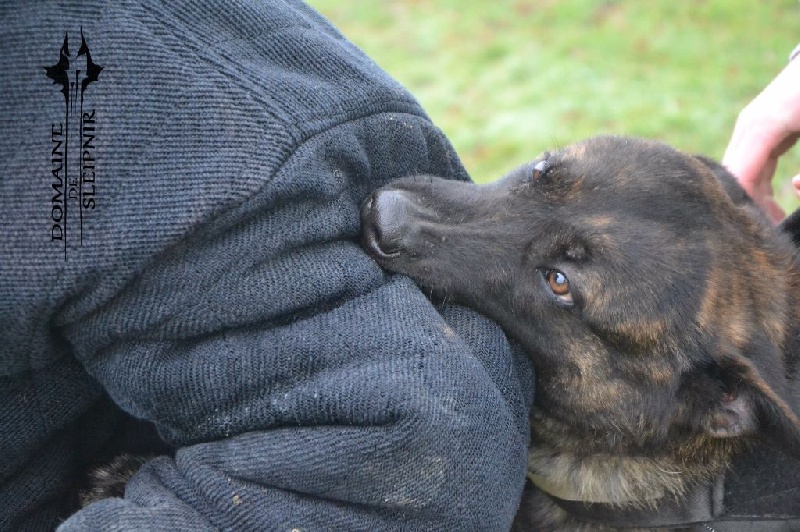 defender dogs Dedwen