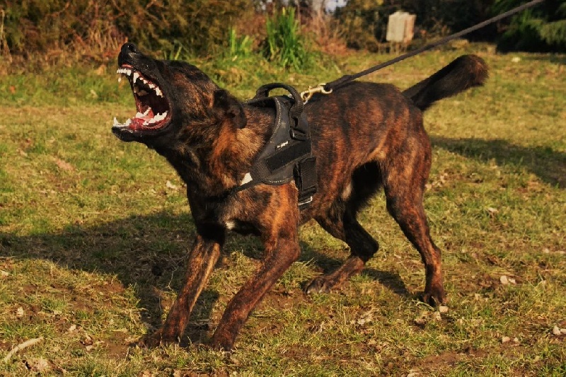 Publication : du Domaine De Sleipnir