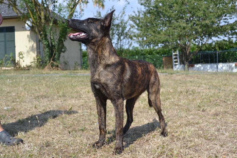 defender dogs Dedwen