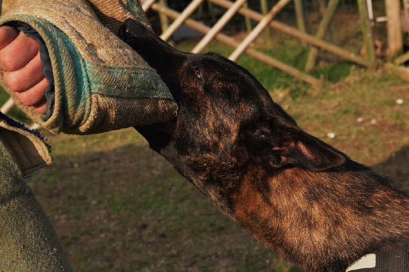 Publication : du Domaine De Sleipnir