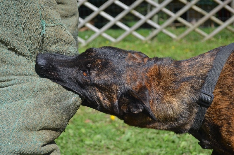 Publication : du Domaine De Sleipnir