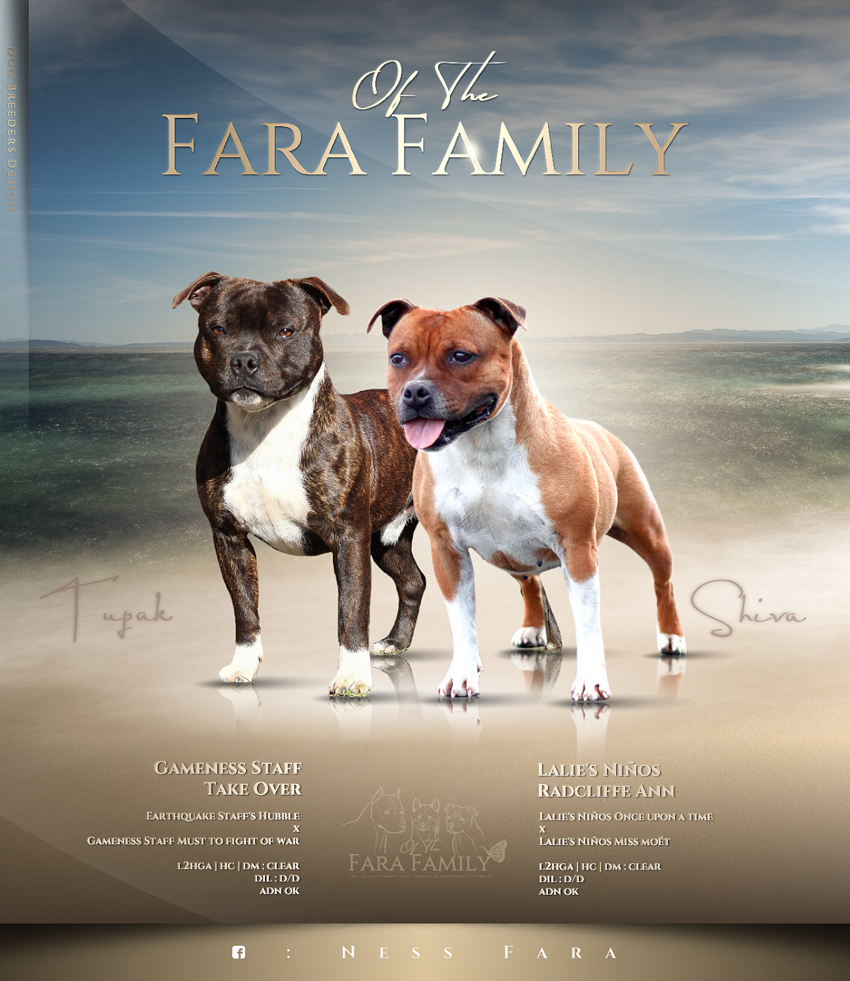 Staffordshire Bull Terrier - Of The Fara Family