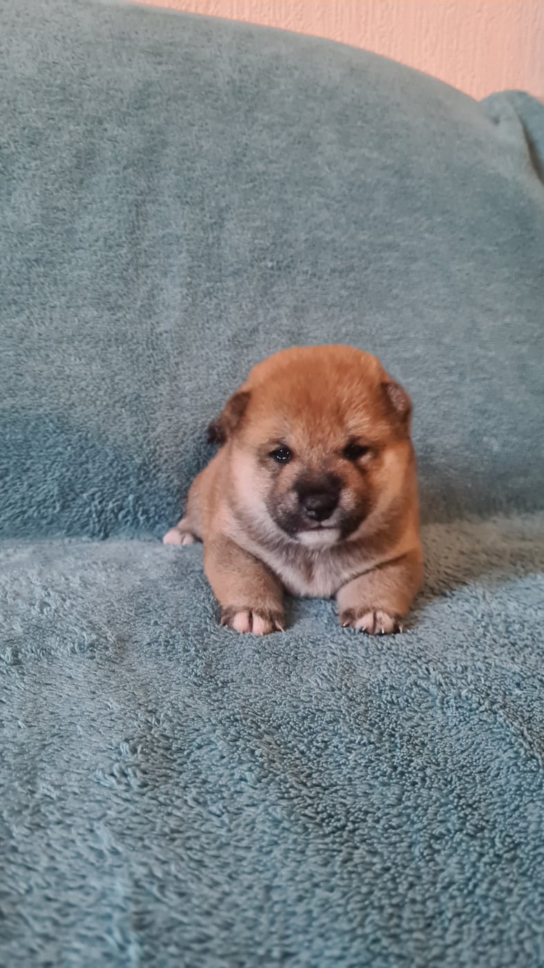Shiba - Of The Fara Family