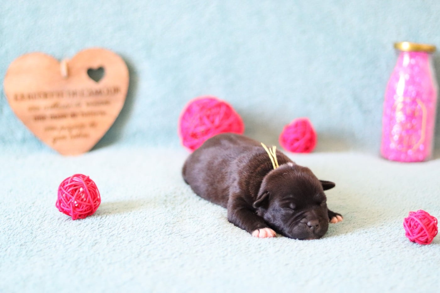 Staffordshire Bull Terrier - Of The Fara Family