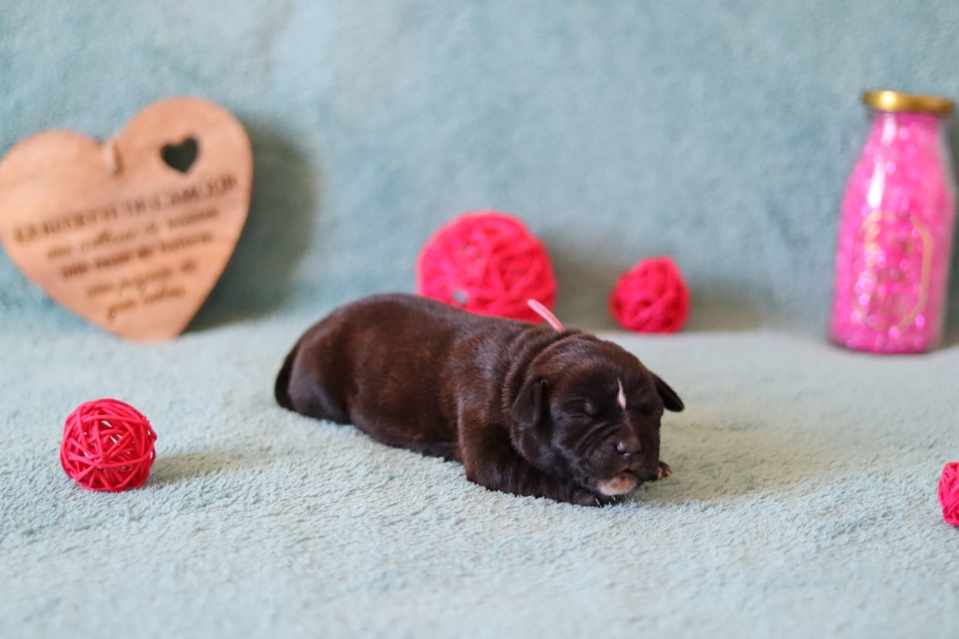 CHIOT 4