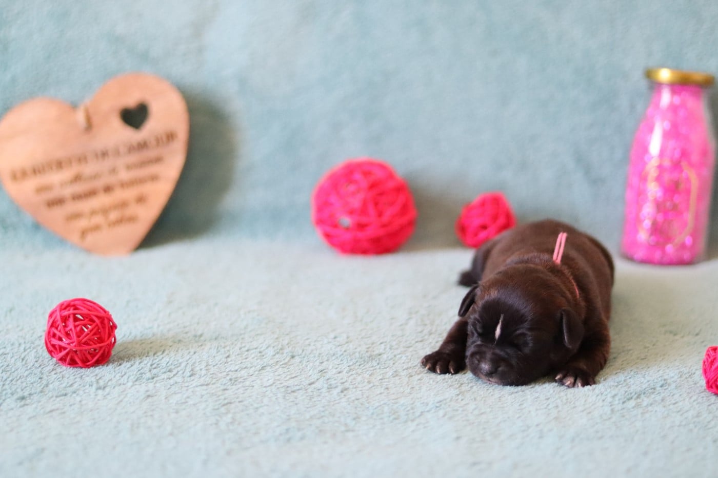 CHIOT 4