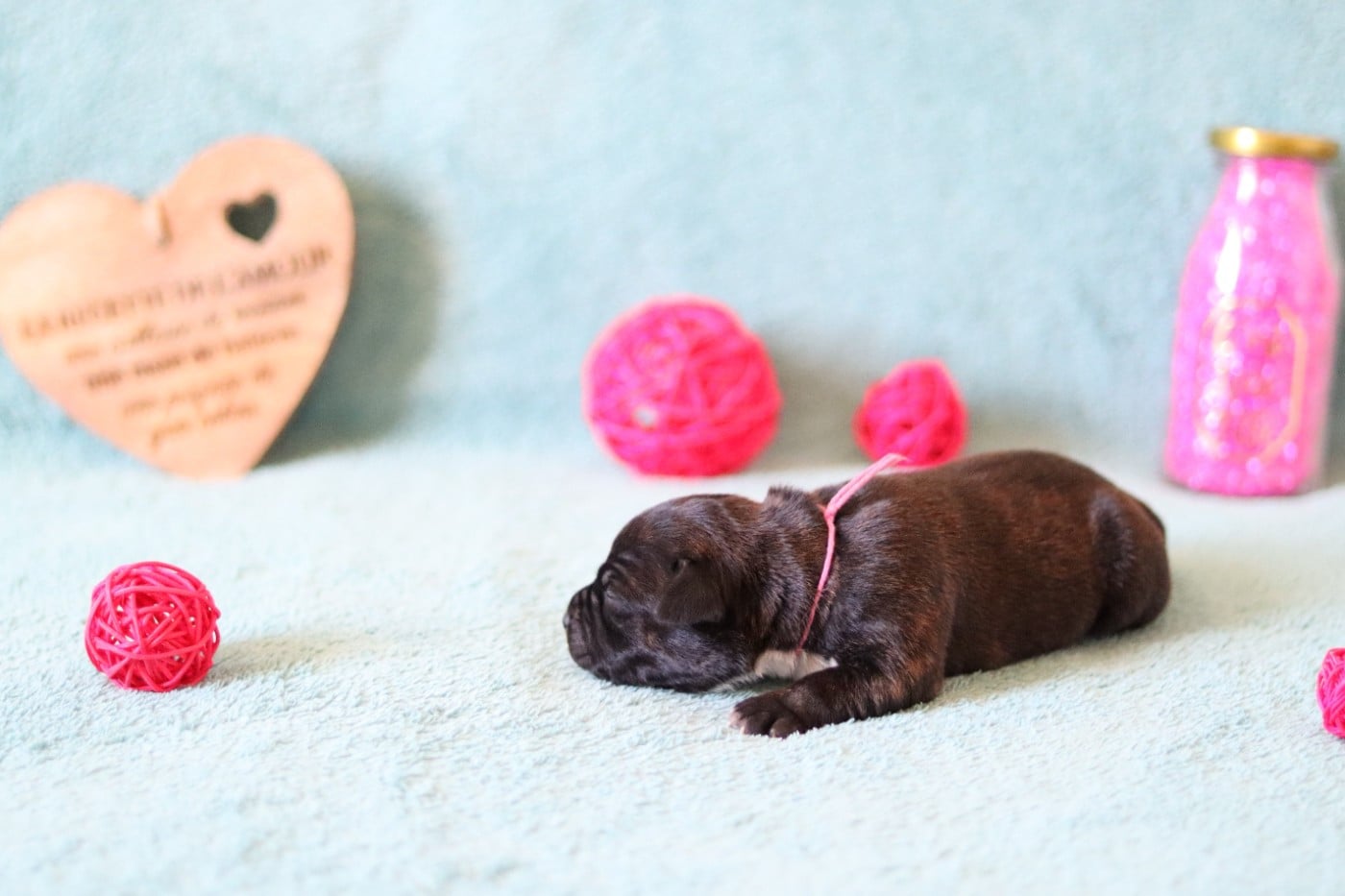 CHIOT 4