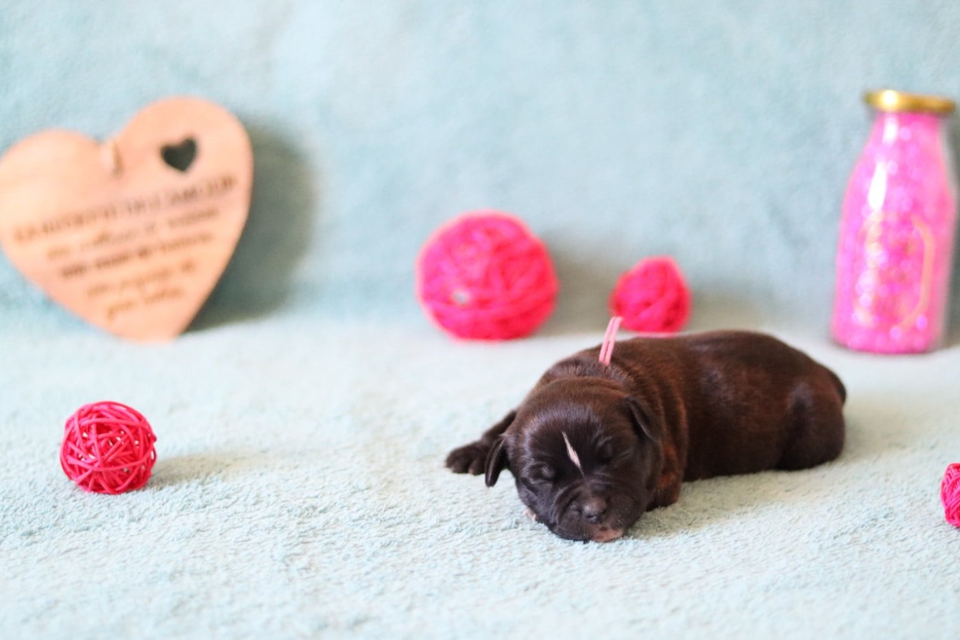 CHIOT 4