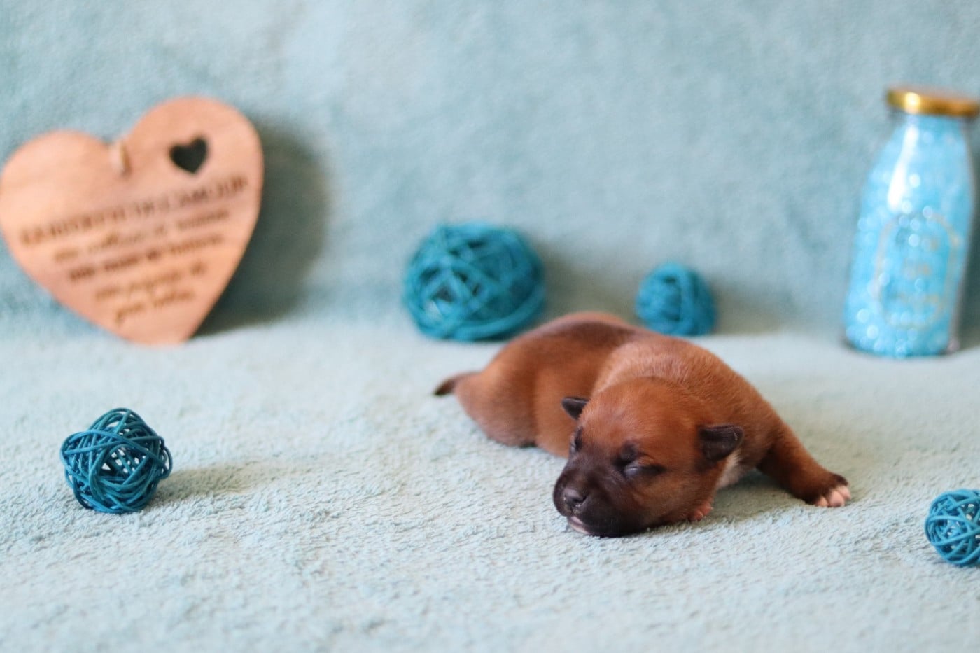 CHIOT 5