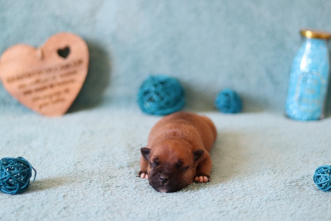 CHIOT 5