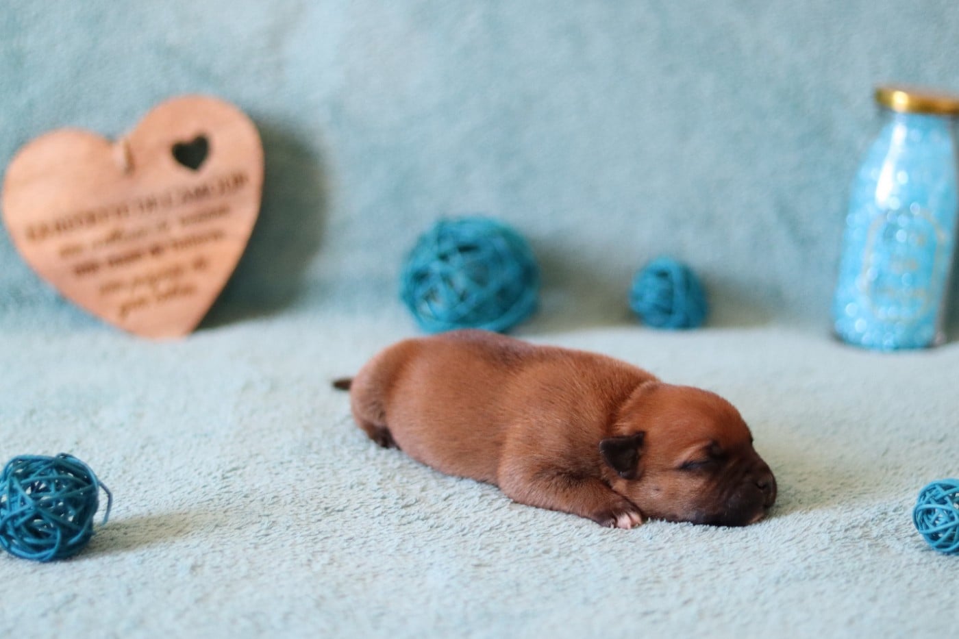 CHIOT 5