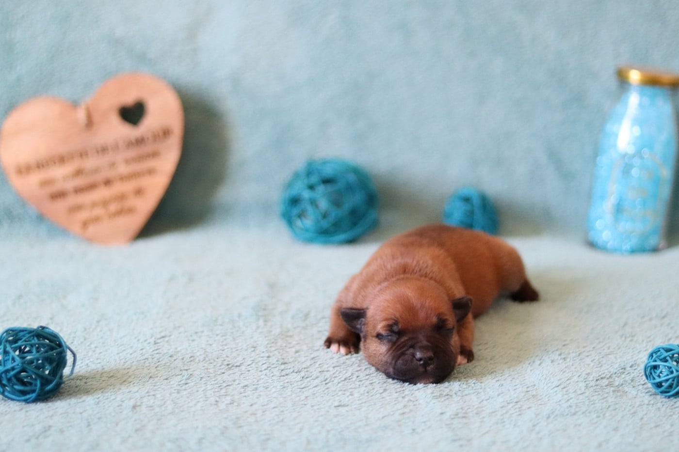 CHIOT 5