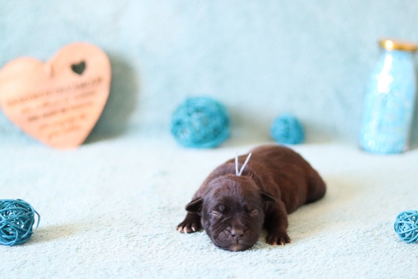 CHIOT 6