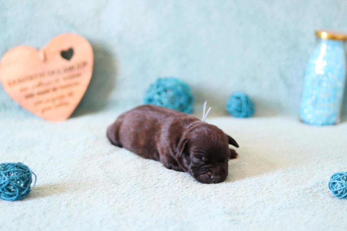 CHIOT 6