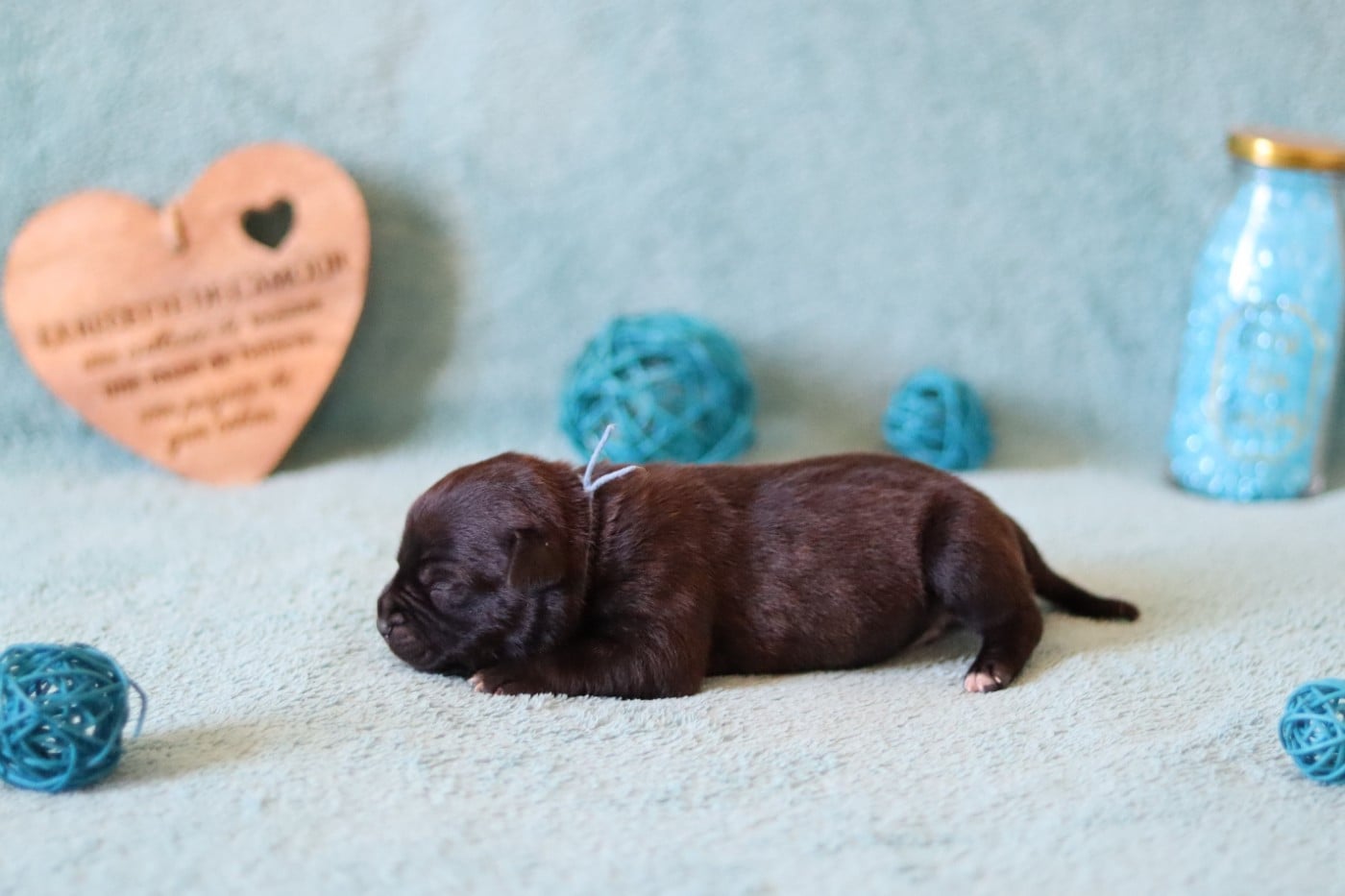 CHIOT 6