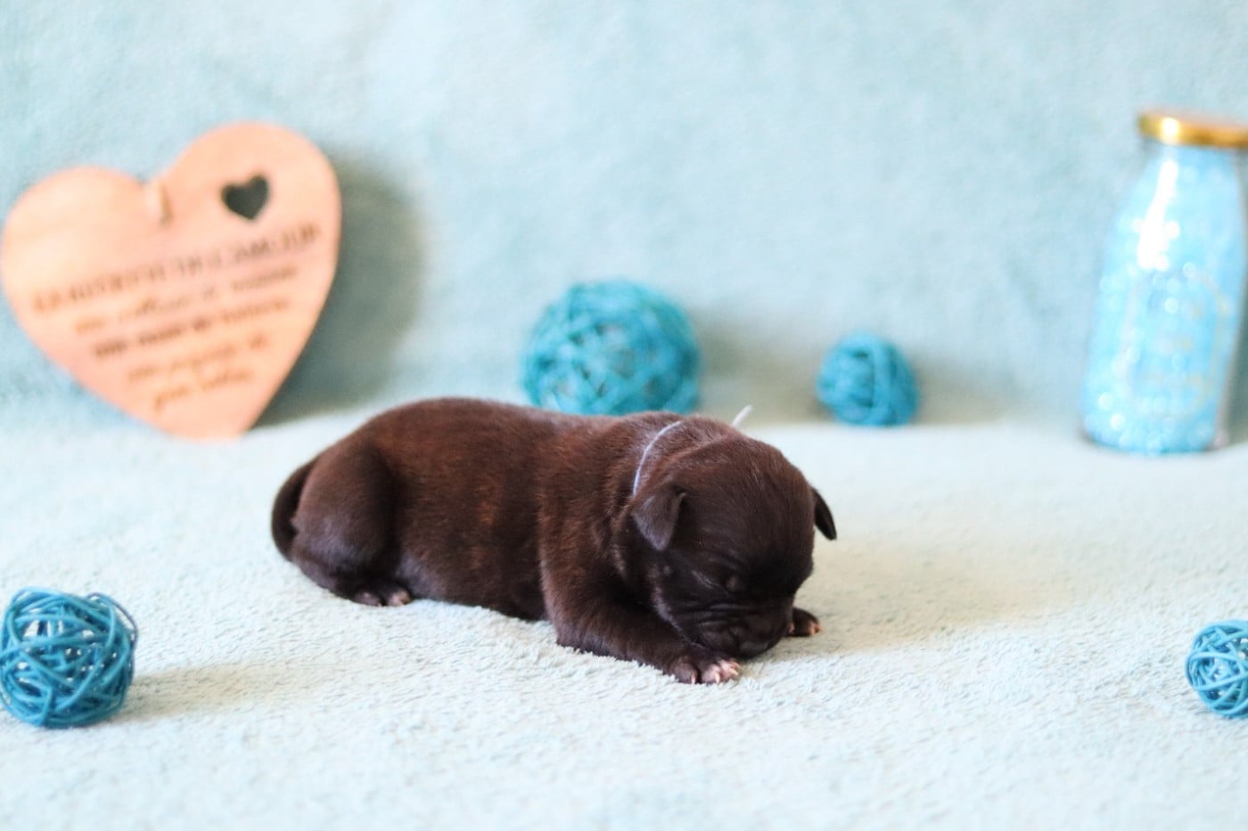 CHIOT 6
