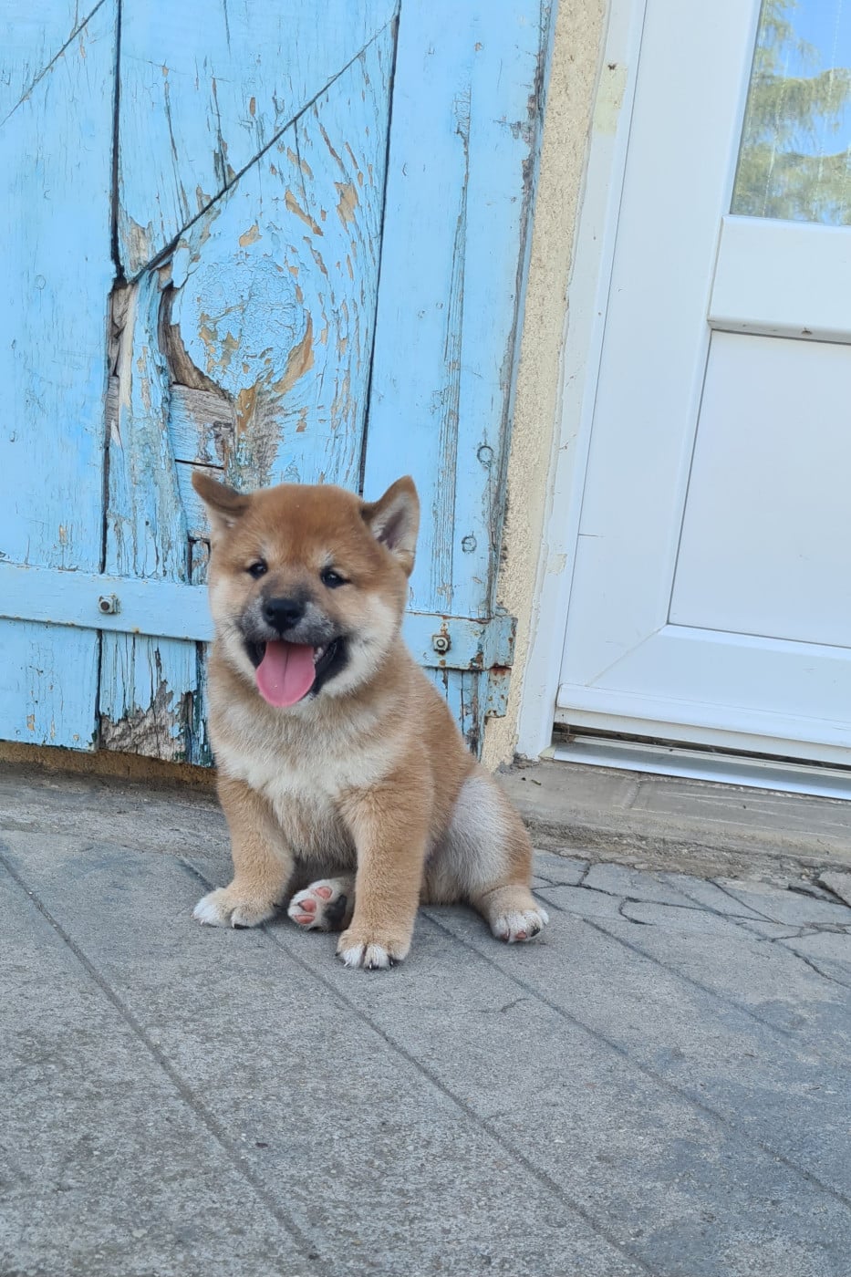 Shiba - Of The Fara Family