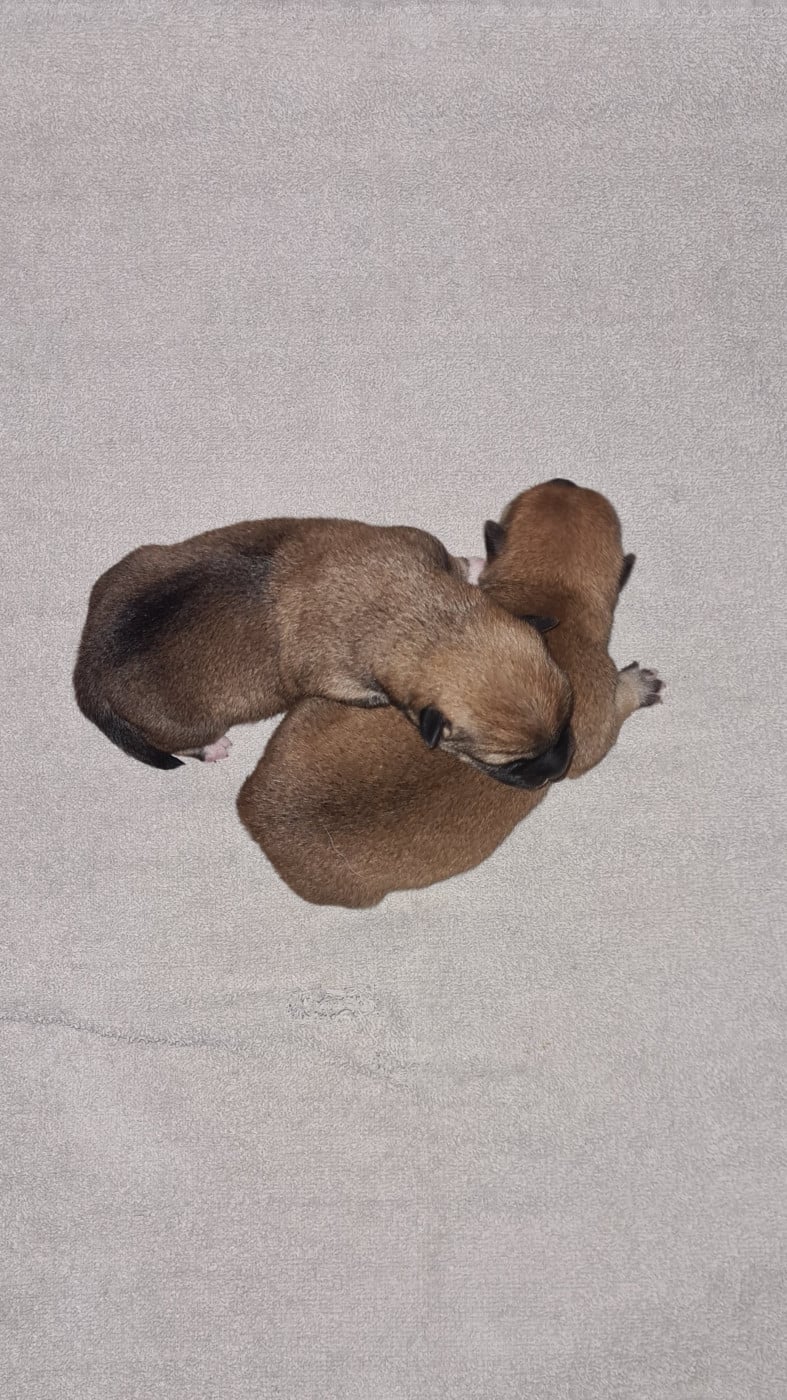 CHIOT 1 - Shiba