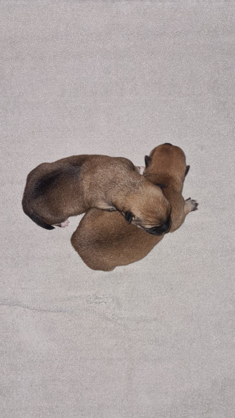 CHIOT 2 - Shiba
