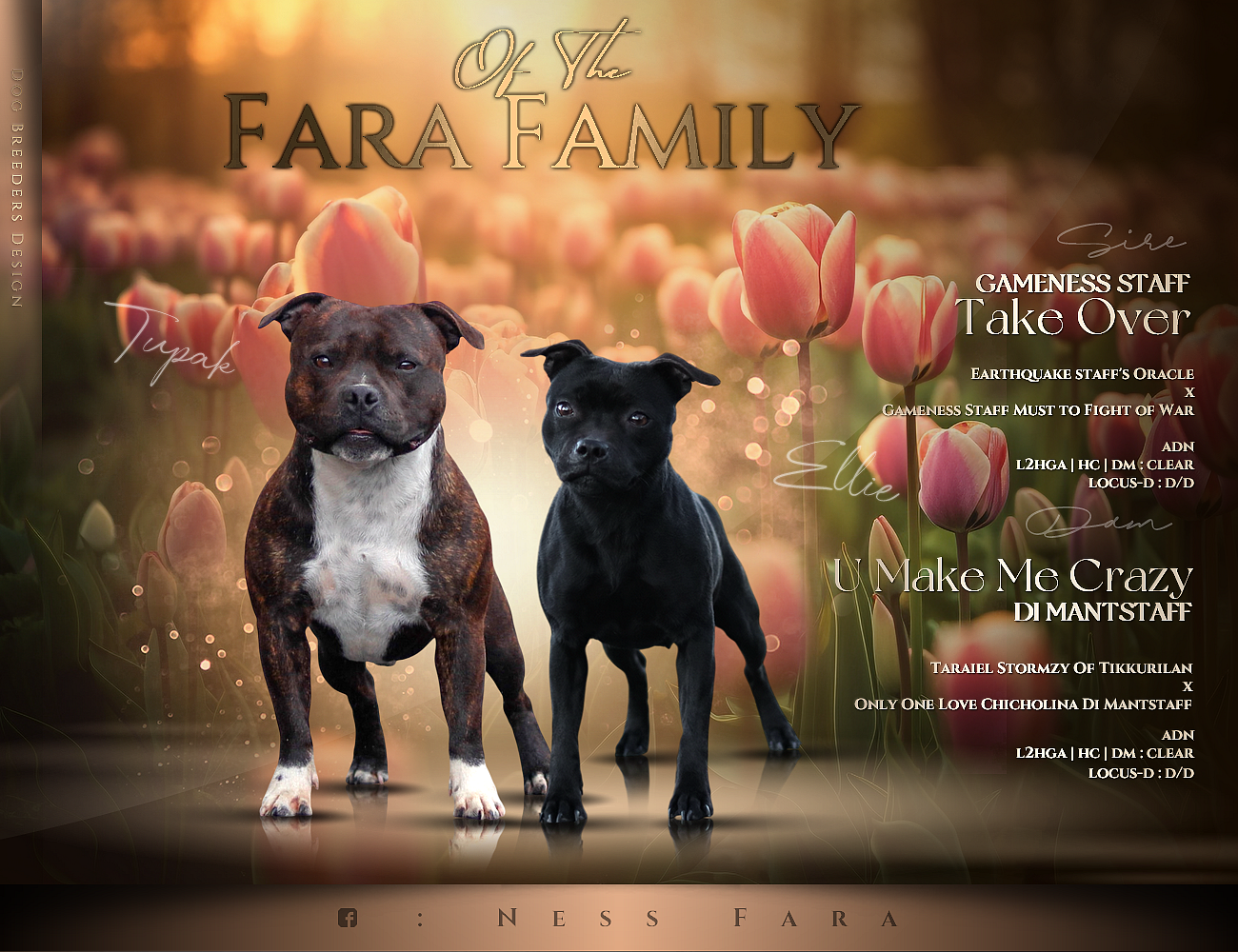 Chiot Staffordshire Bull Terrier