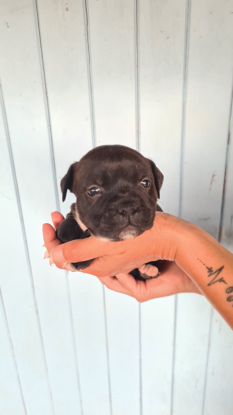 Staffordshire Bull Terrier - Of The Fara Family