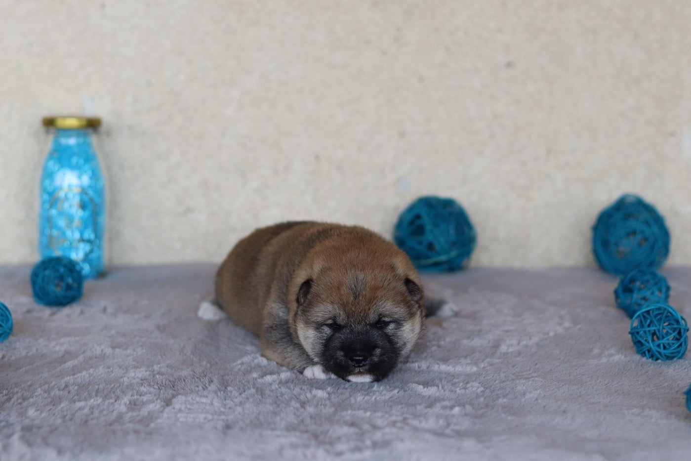 CHIOT 1