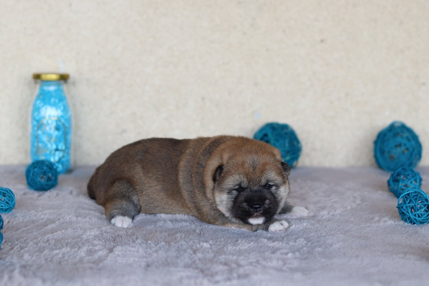 CHIOT 1
