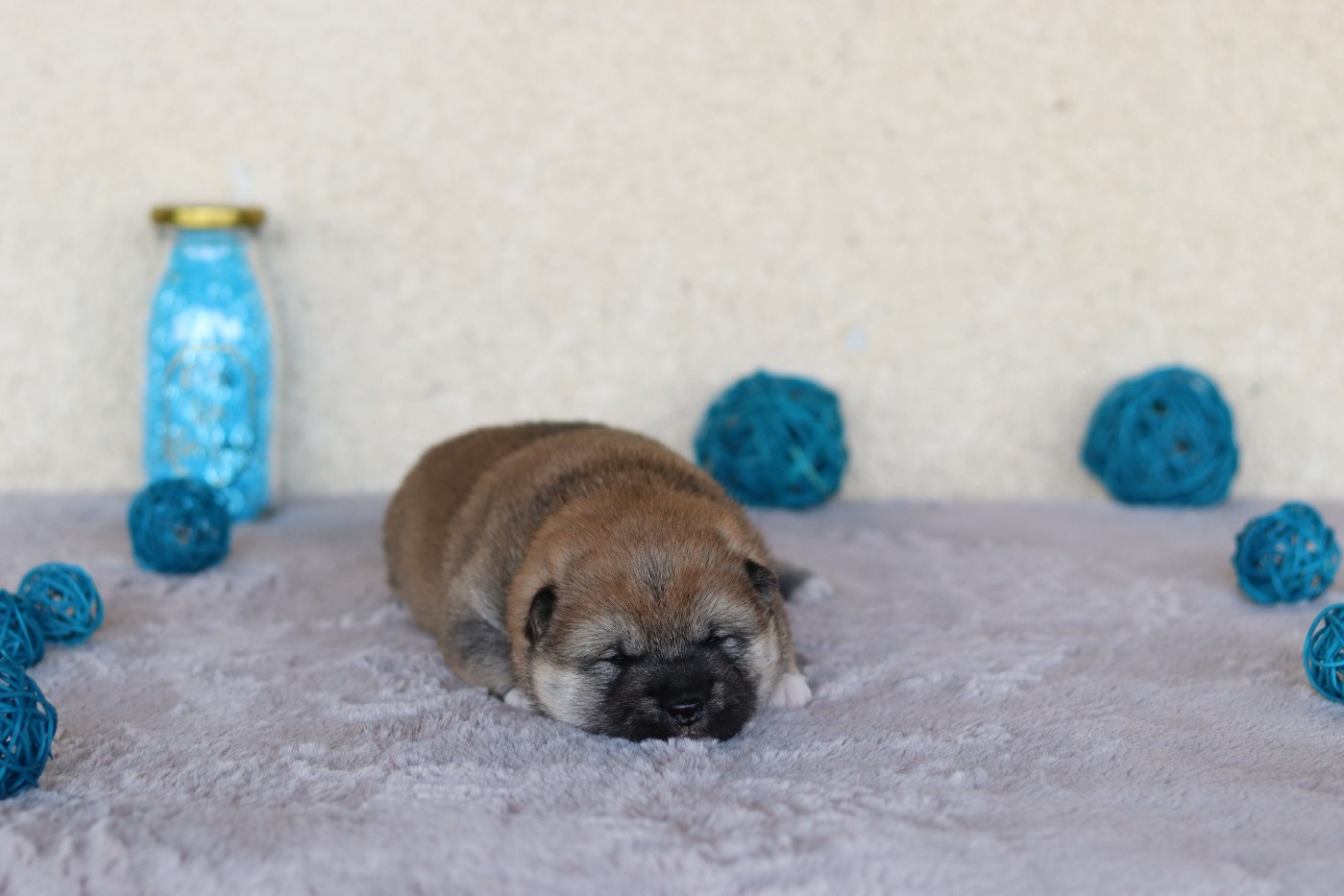 CHIOT 1