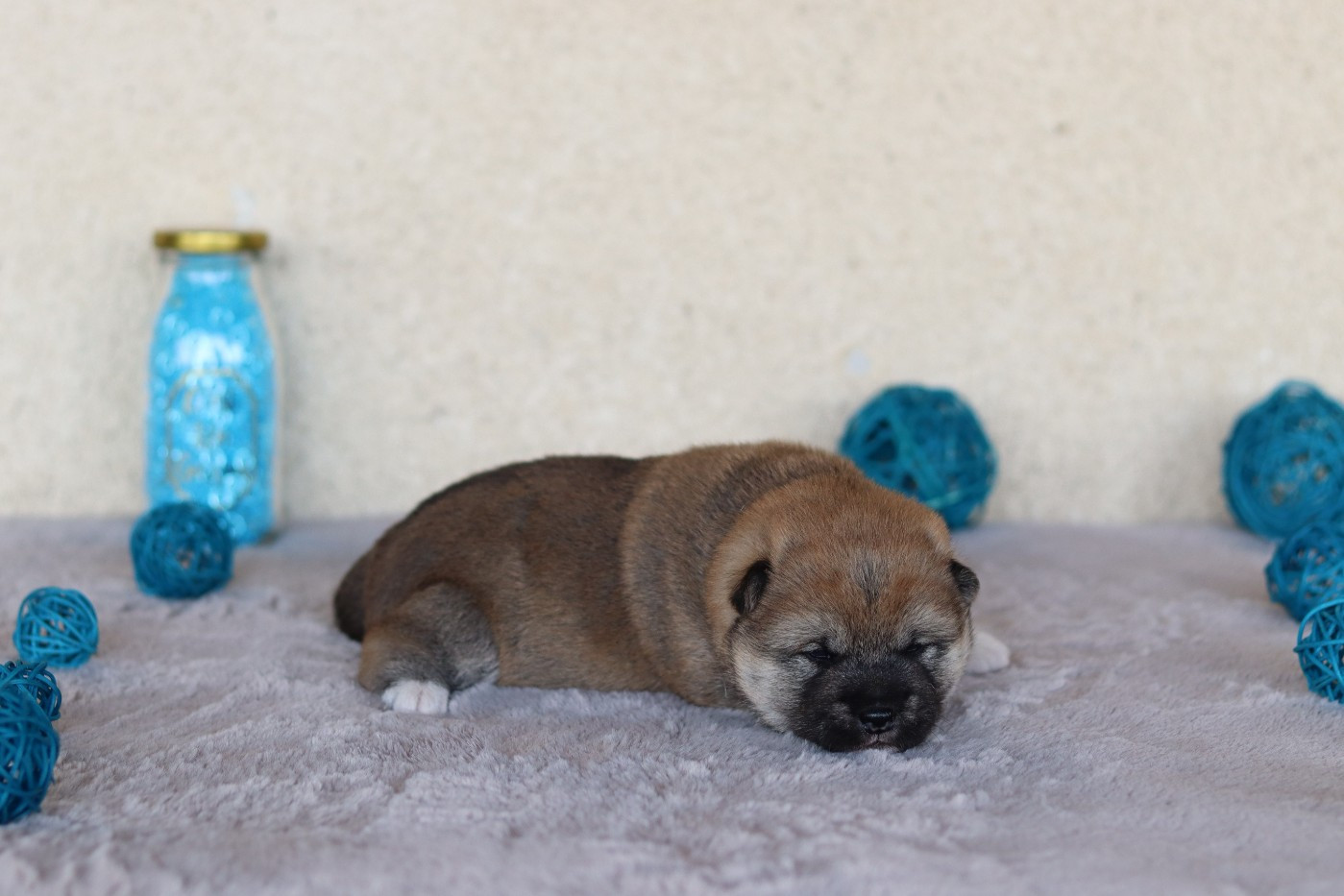 CHIOT 1