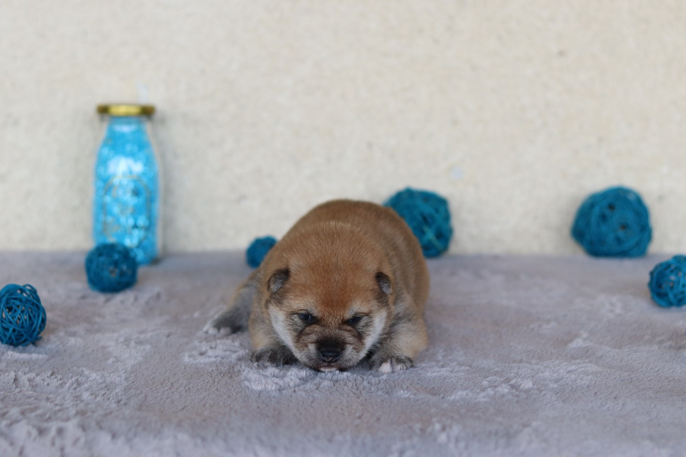 CHIOT 2