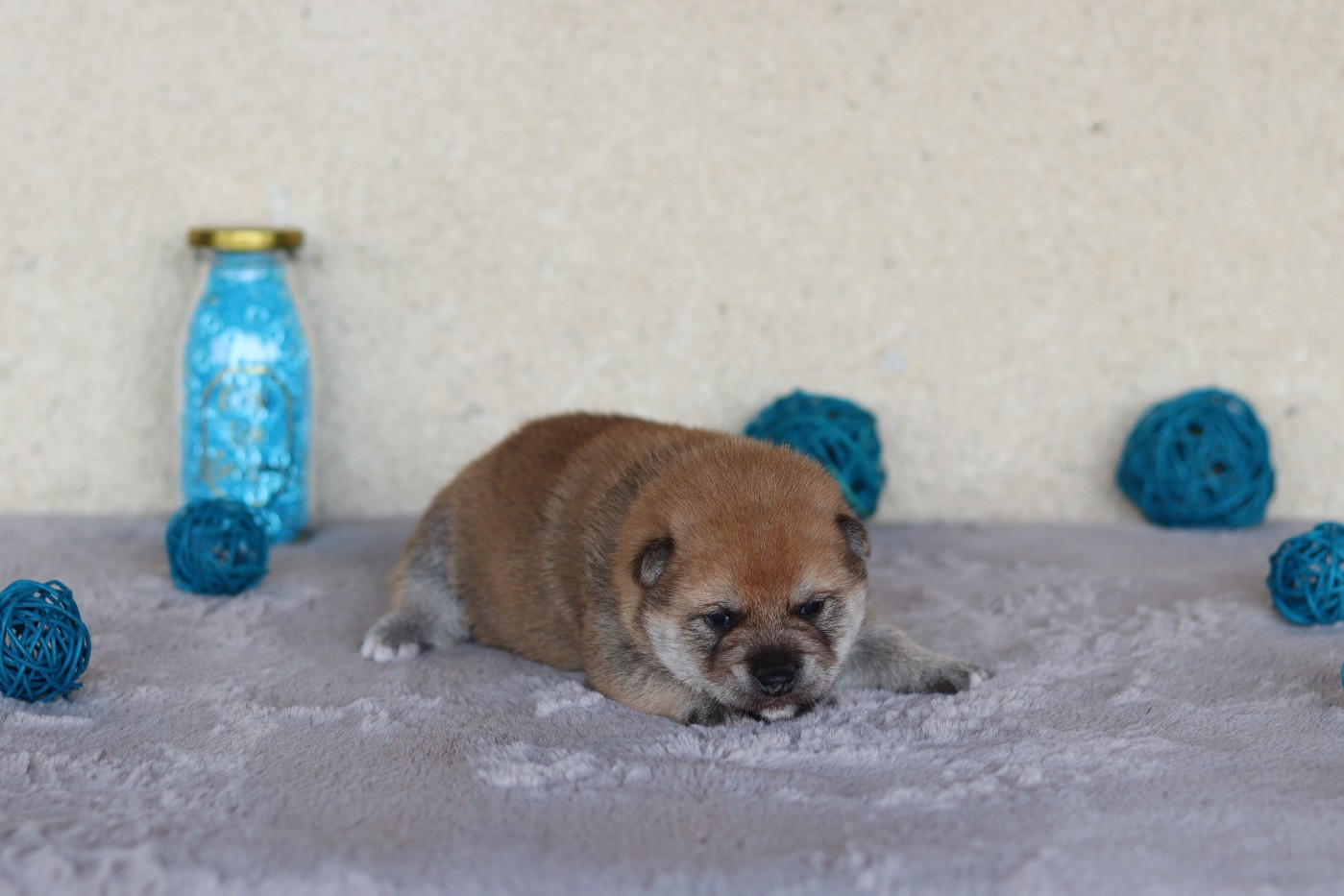 CHIOT 2