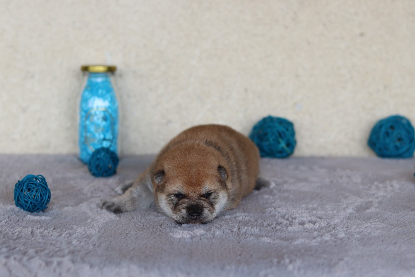 CHIOT 2