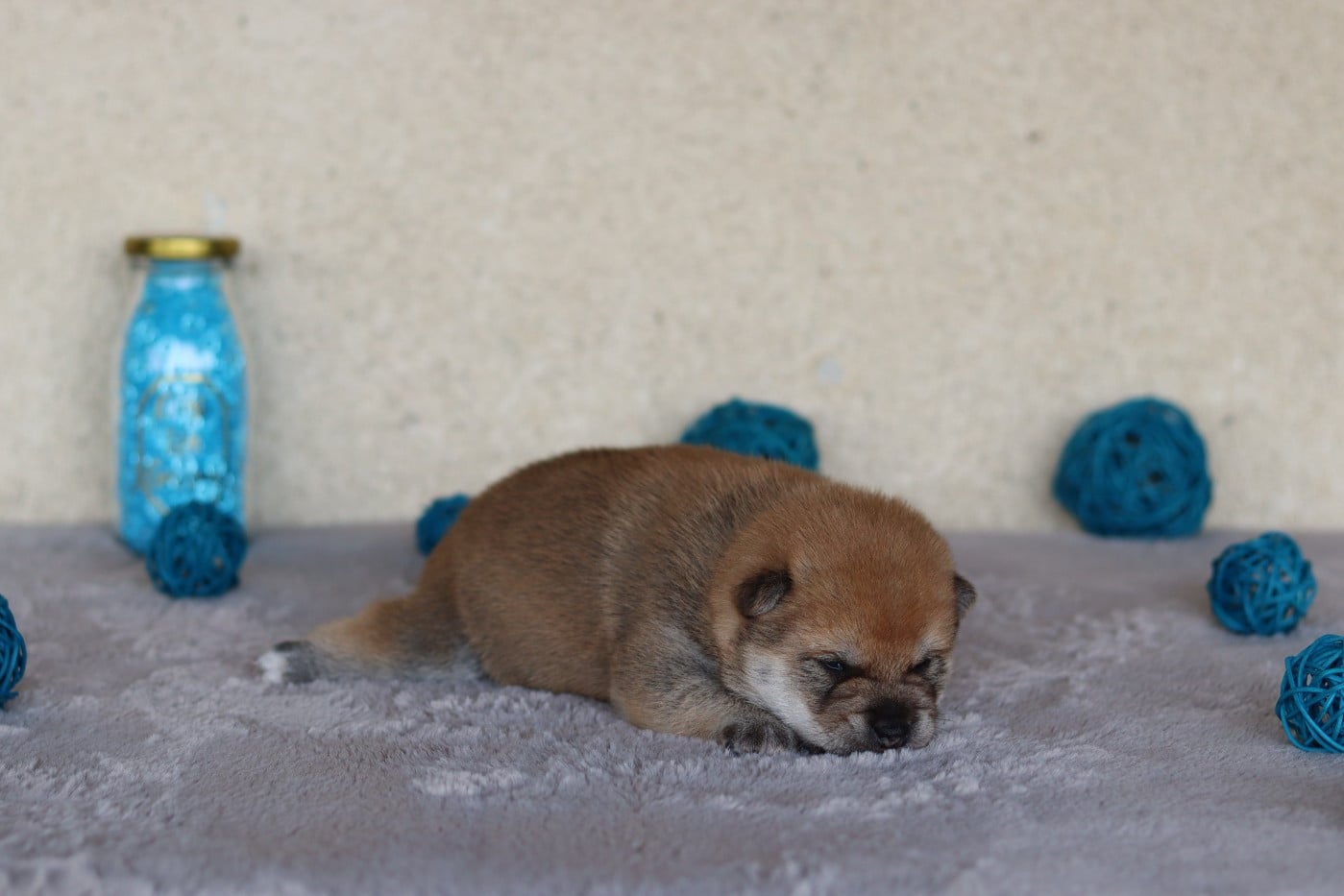 CHIOT 2