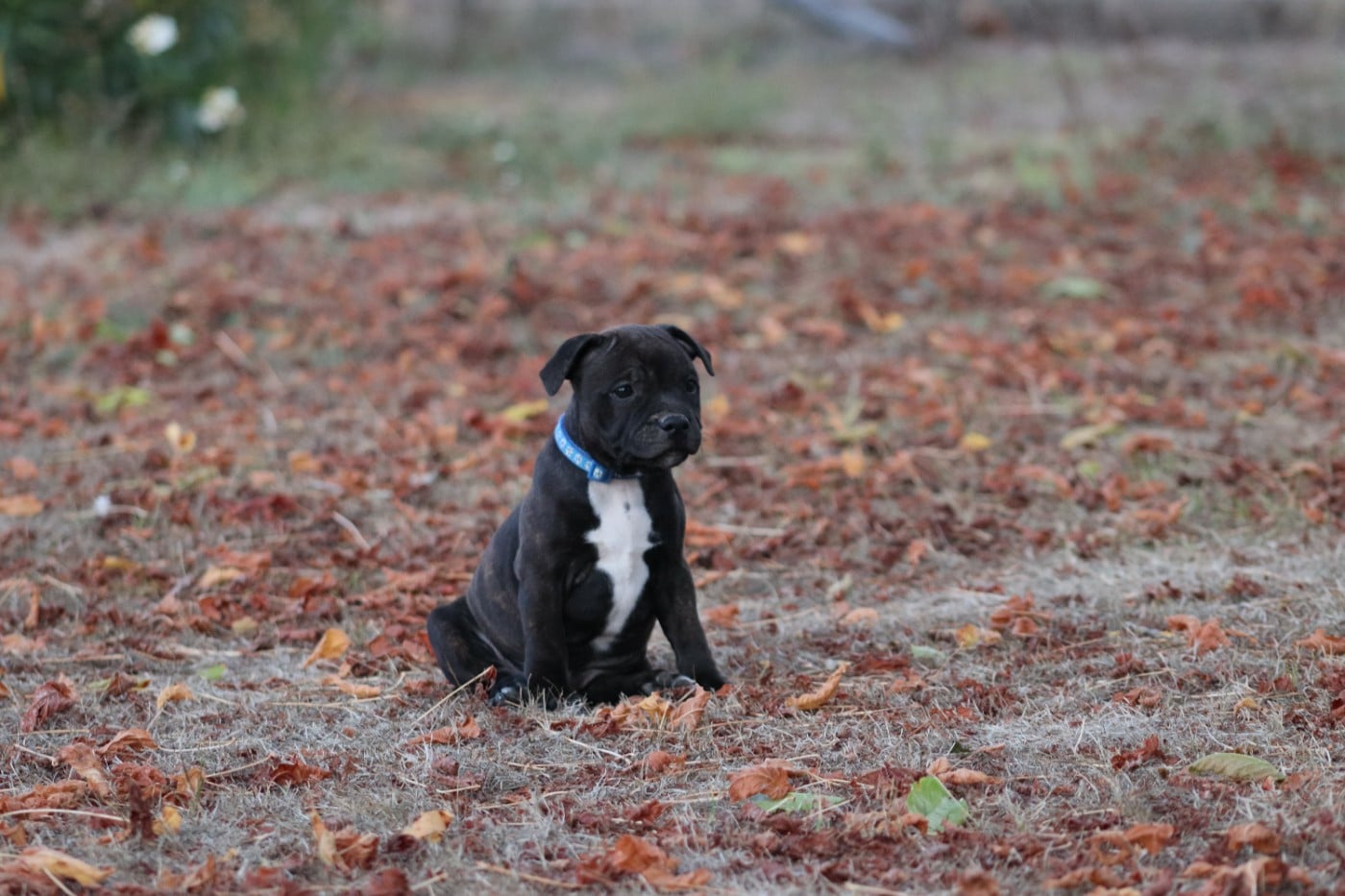 Staffordshire Bull Terrier - Of The Fara Family