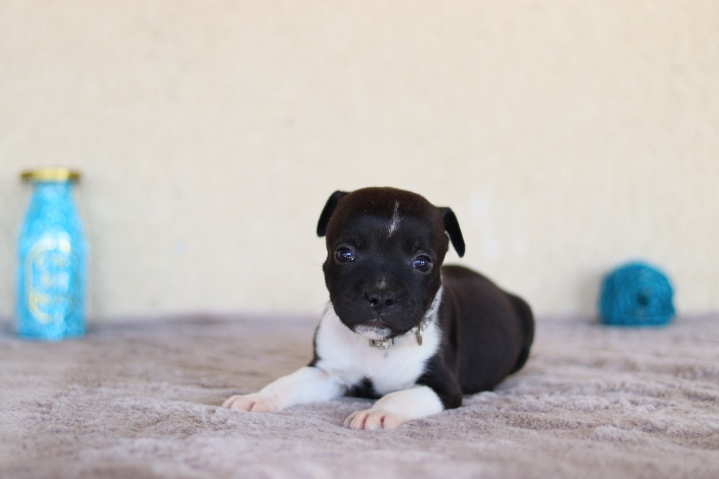 CHIOT 3