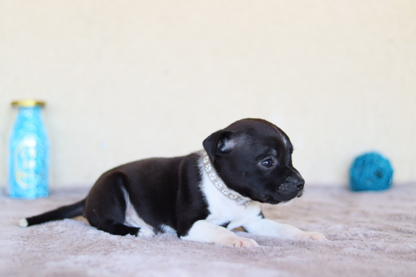 CHIOT 3