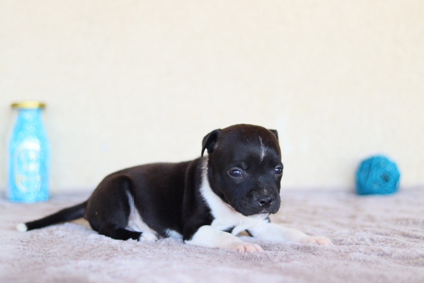 CHIOT 3